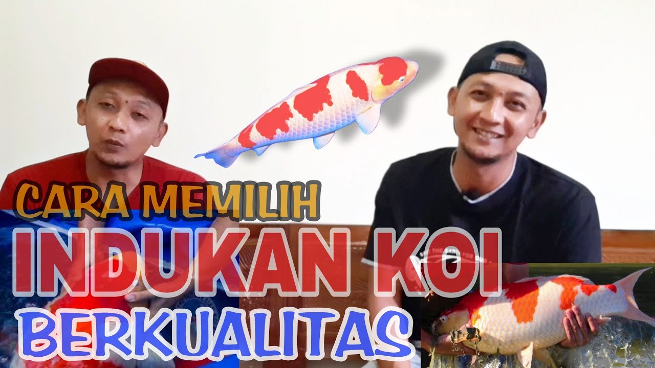 CARA MEMILIH INDUKAN KOI BERKUALITAS #koi #viral