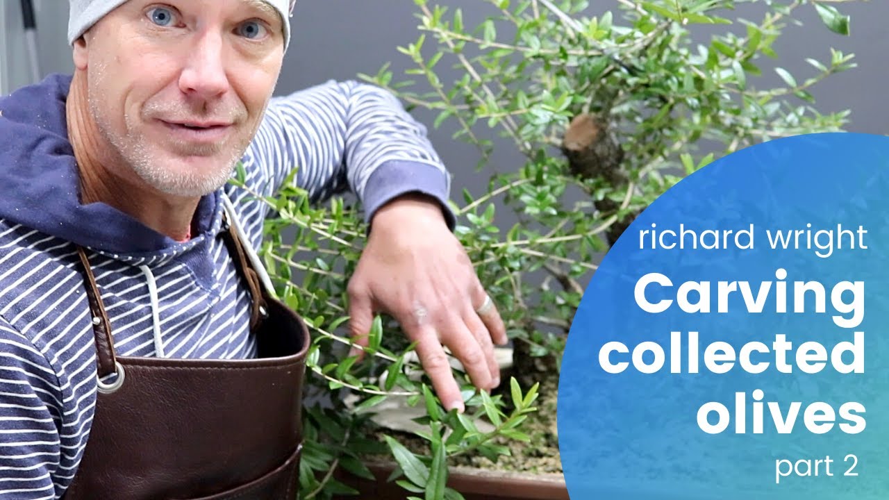 Carving Collected Wild Olives - Part 2