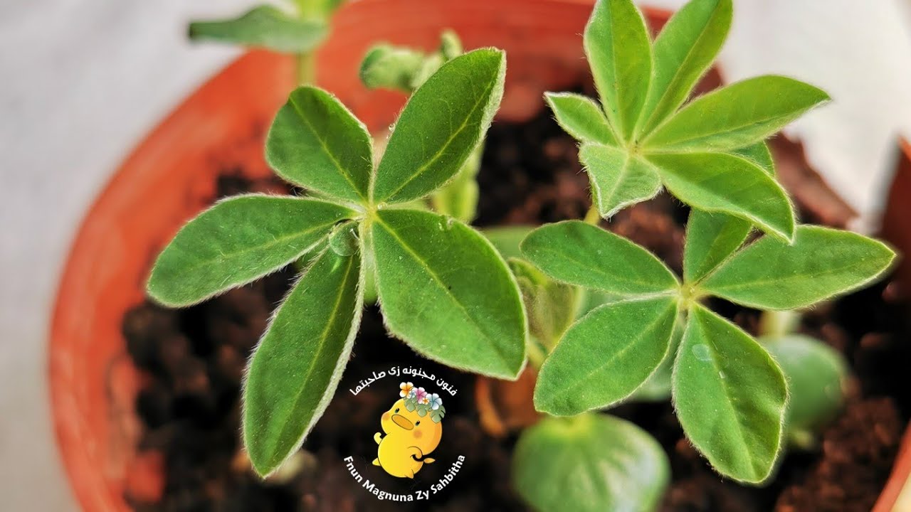 طريقه زراعه الترمس في المنزل 🏡☘️🌿🌱 (الصور ف الفيديو مهمه) #ديكورات_تصوير  #نشاط_للأطفال