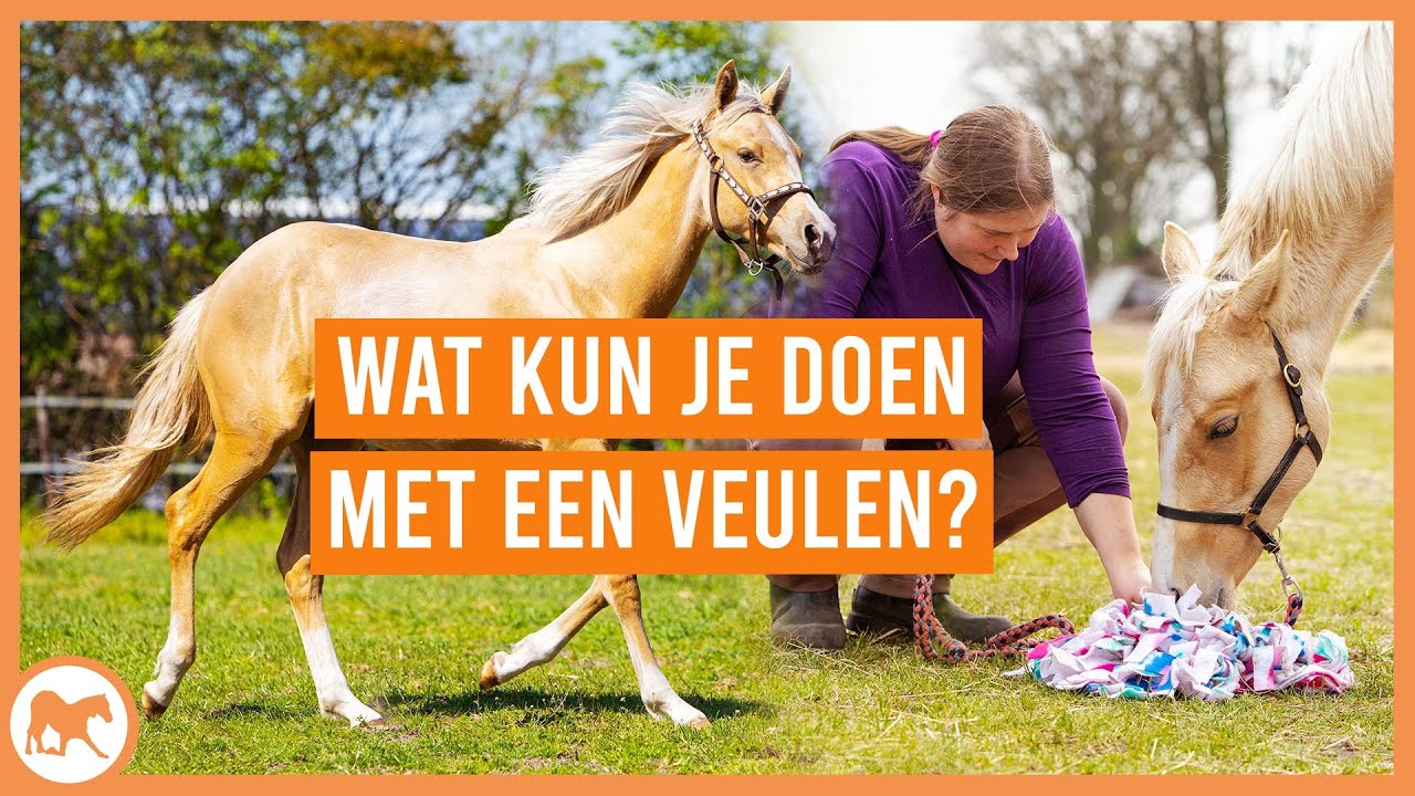 Wat kun je allemaal met een veulen doen?