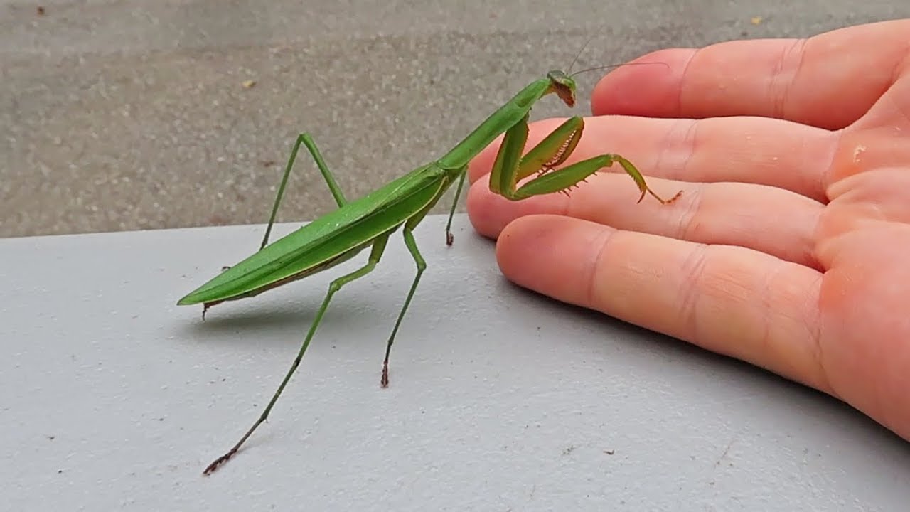 NEW PET!? - Praying Mantis