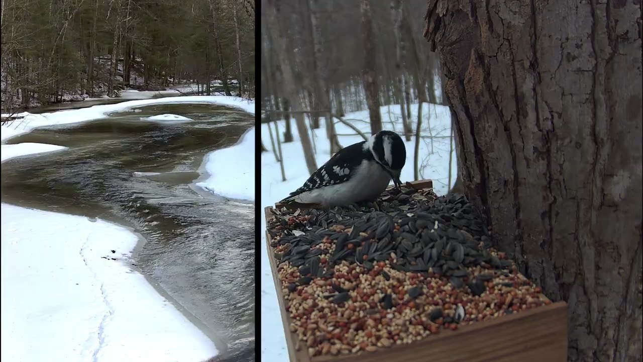 3 Min @ the Feeder: Downy Woodpecker & Chickadee ASMR ❄️🐦 (Relaxing Northwoods Sounds!) 4K Full