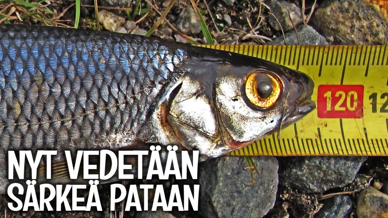 ONGITAAN SÄRKIÄ JA TEHÄÄN NIISTÄ PIHVEJÄ