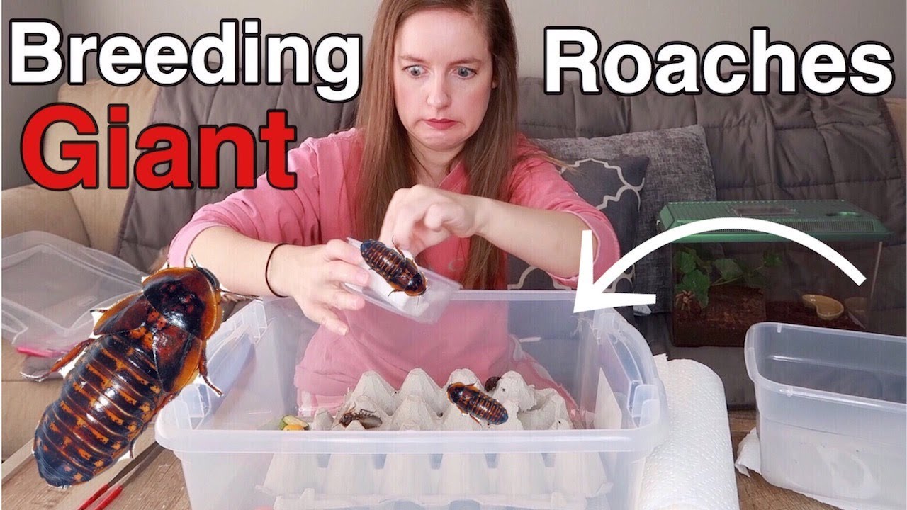 Breeding Setup For Giant Roaches