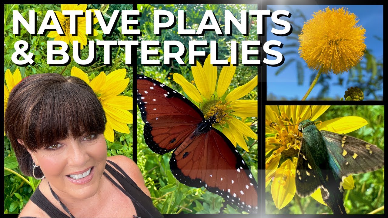 So Many of My Florida Native Plants are Blooming Right Now, I LOVE It! (Butterfly Gardening)