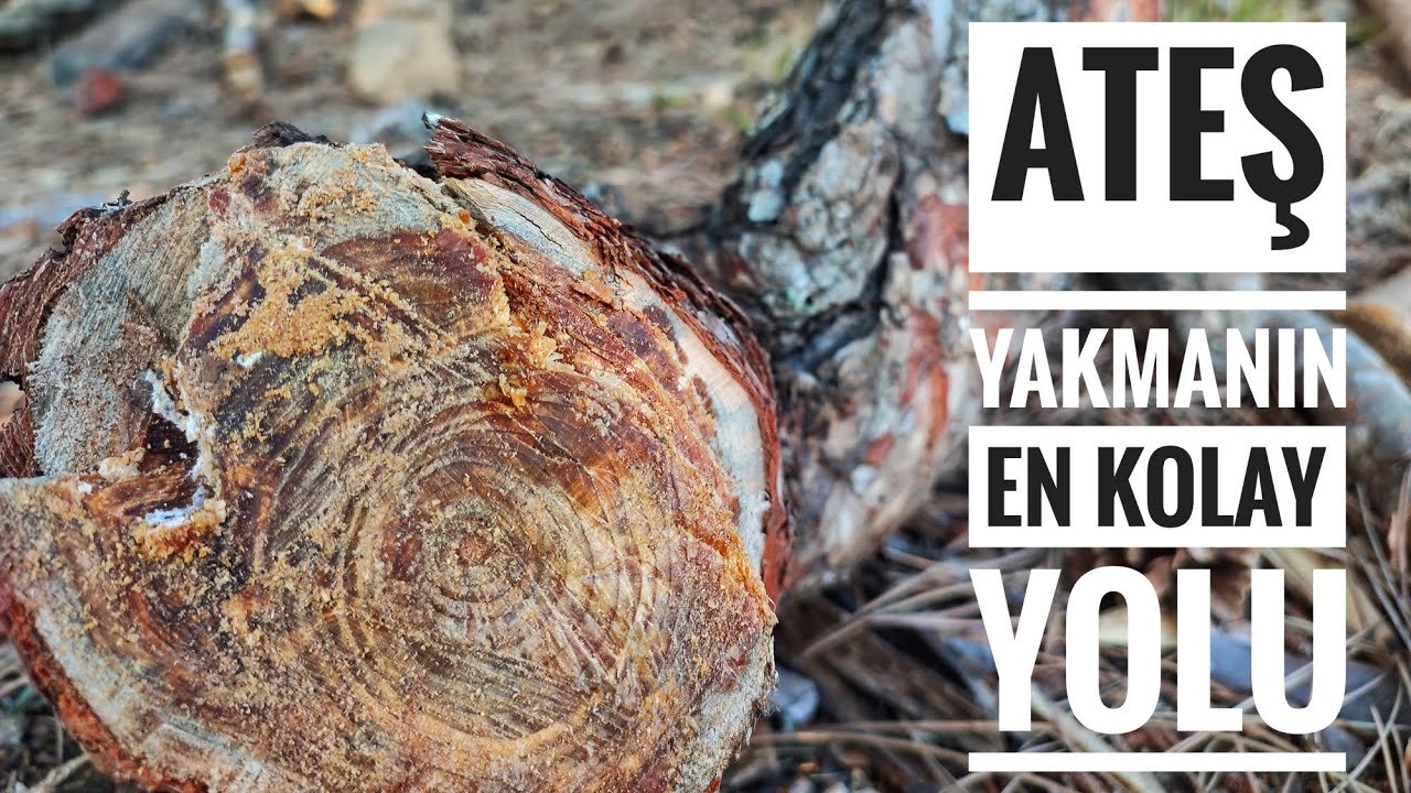 Ateş için şahane tutuşturucu ÇIRA nedir?Çam ağacının hangi bölgelerinde bulunur, nasıl çıkartılır?