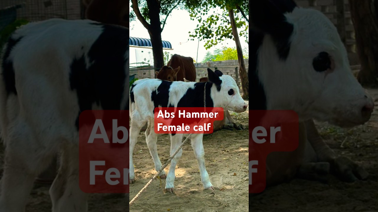 🔥 Amazing ABS Hammer Bull &ndash; Live Results Revealed! 🔥