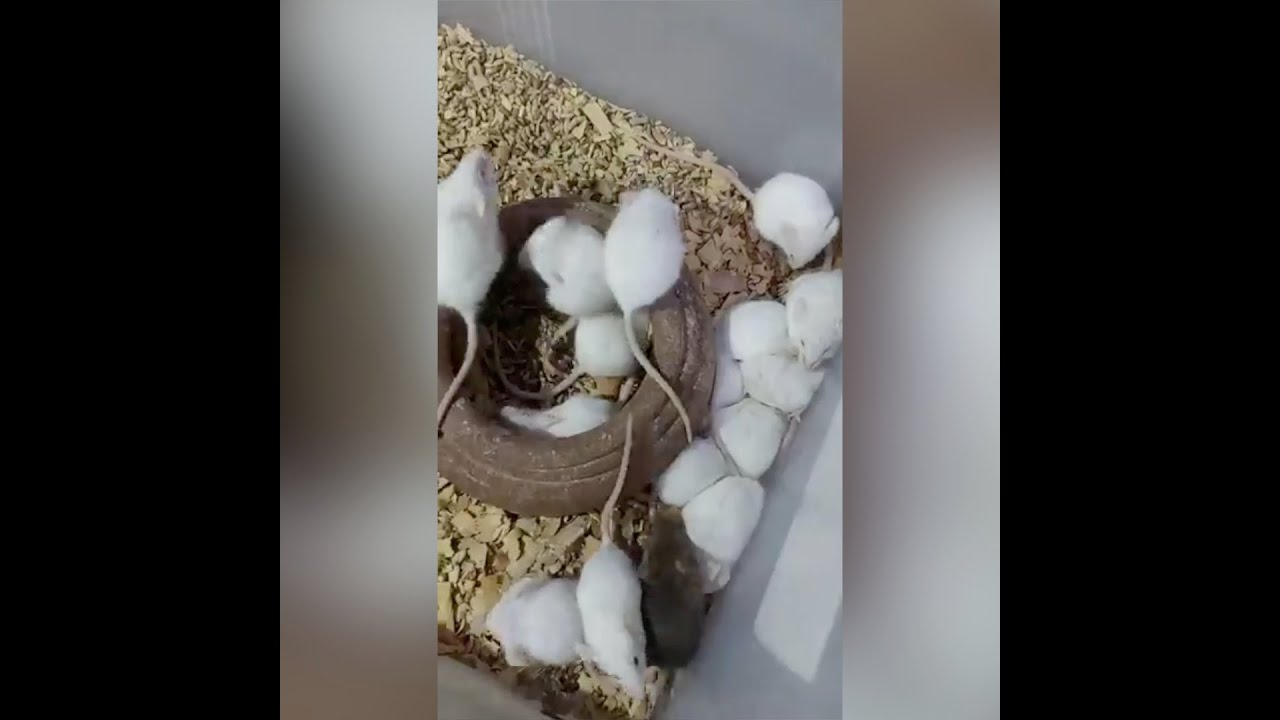 اغرب انواع «الفئران» يبيعها معجزة في سوق الجمعه : «انا ملك الزواحف»