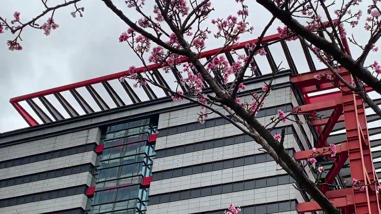 Cherry Blossom 2026 (Part 3) - Taipei, Taiwan