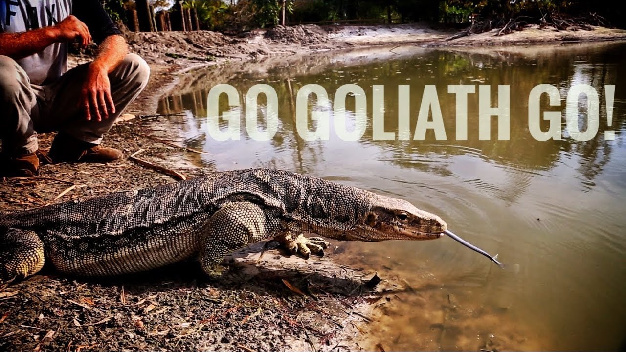 Goliath: Swim, Poop & Eat Fish at the Kamp Kenan Pond