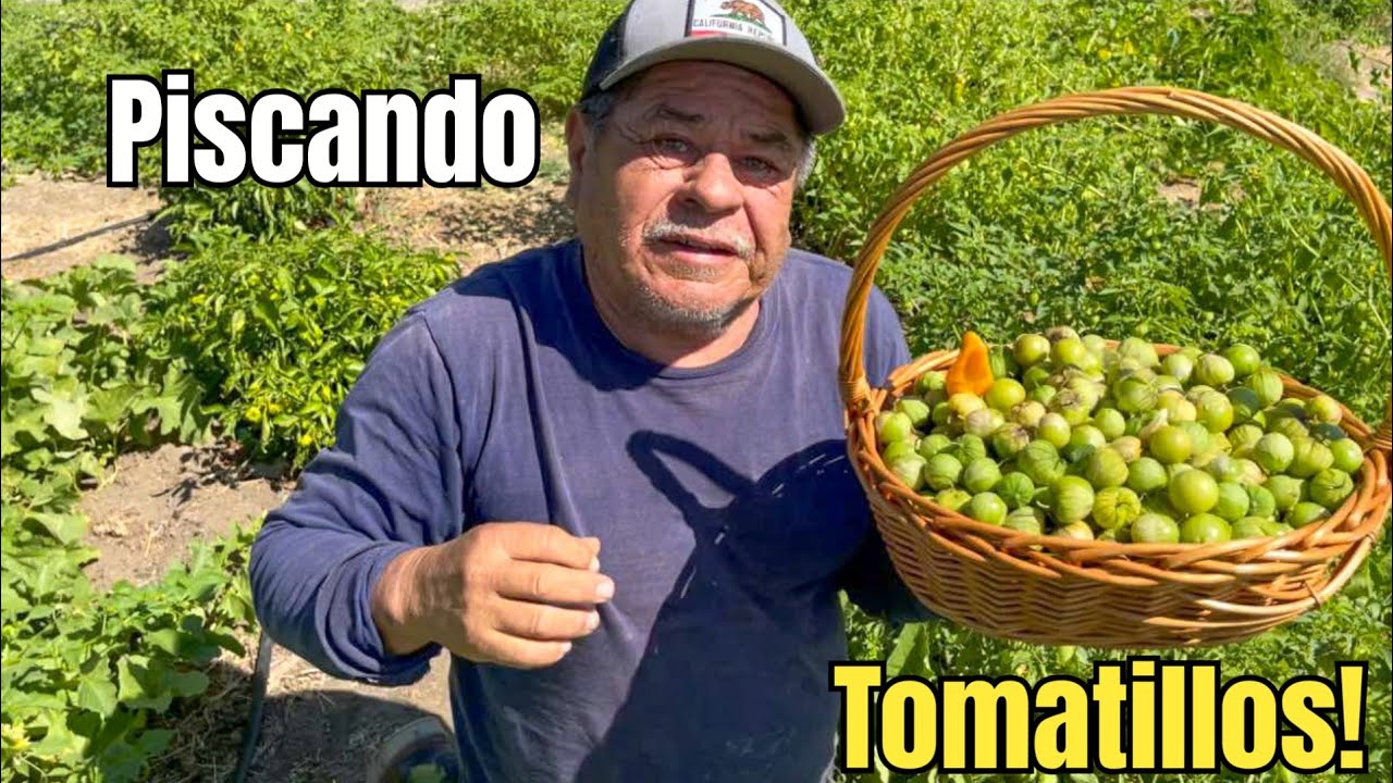 Piscando Tomatillo Milpero Fresco Y Orgánico De Mi Cosecha!🌿