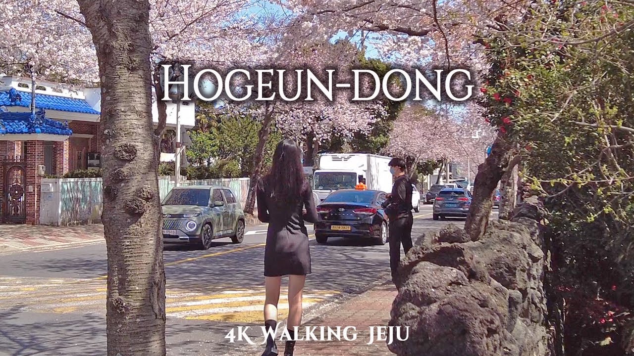 제주도민만 아는 벚꽃 숨은 명소! 조용한 돌담길 '호근동' 힐링 산책 | Jeju Local Village Cherry Blossom Walk [4K]