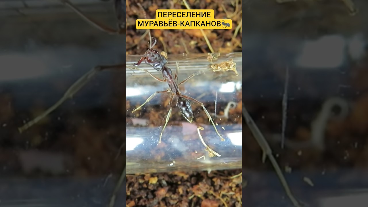 МУРАВЬИ-КАПКАНЫ №12. #муравьи #ponerinae #муравьинаяферма #odontomachus #ants