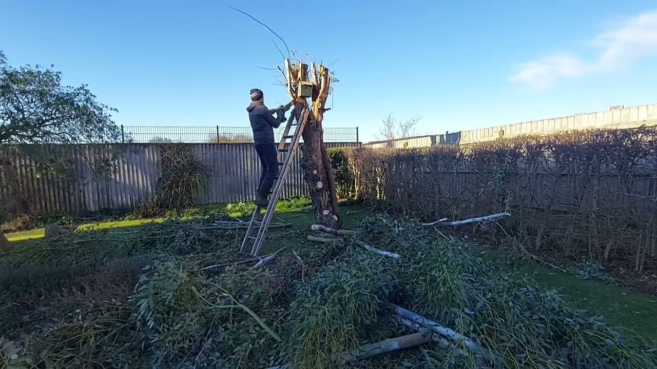 Два взломанных дерева.