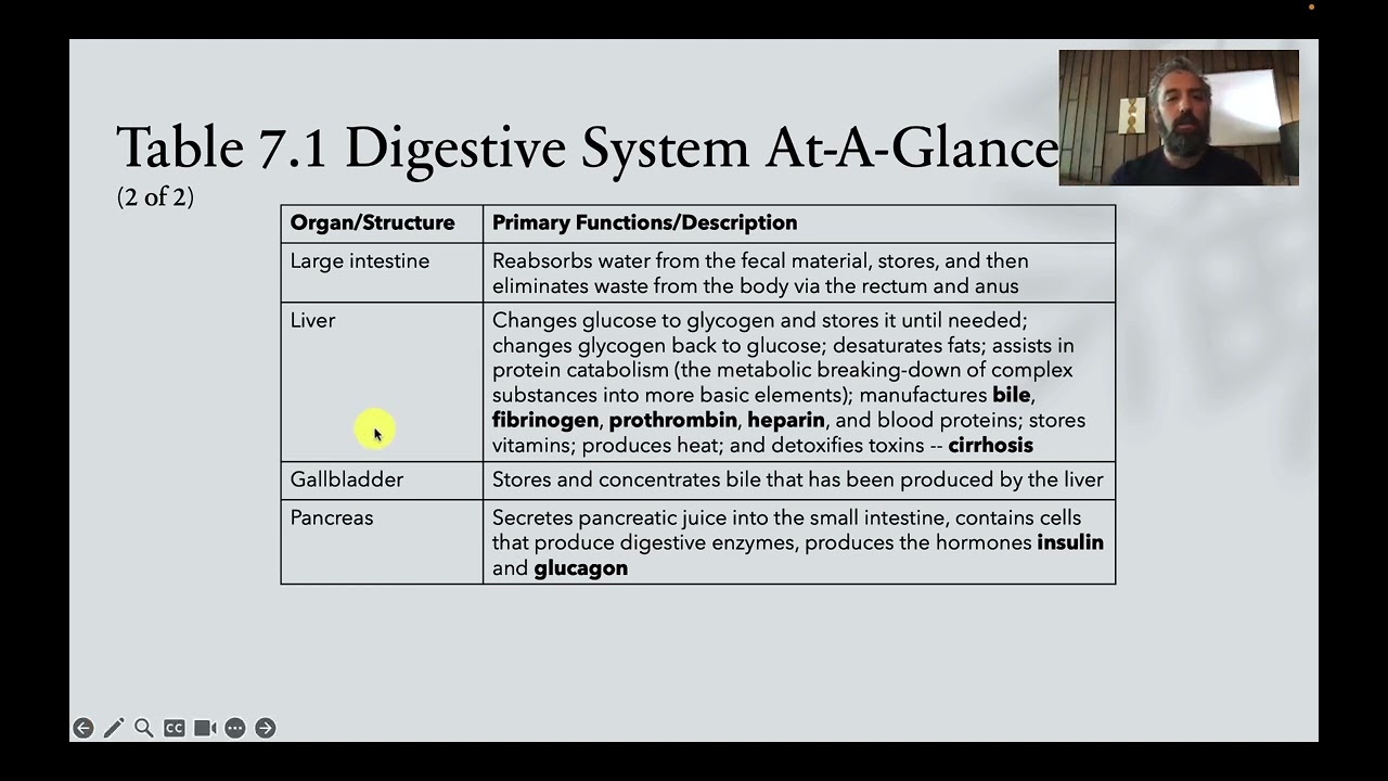 BIOL 1310 Digestive System