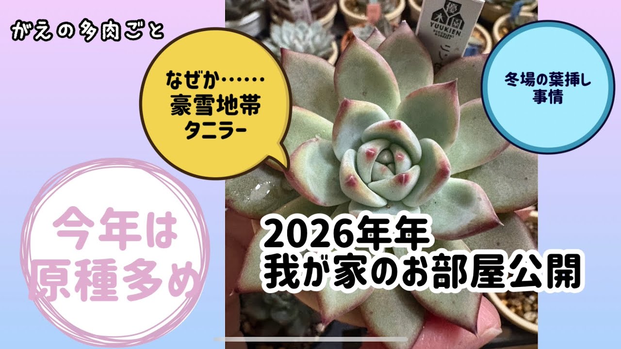2026年我が家のお部屋公開(今年は原種多め なぜか豪雪地帯タニラー多肉植物)