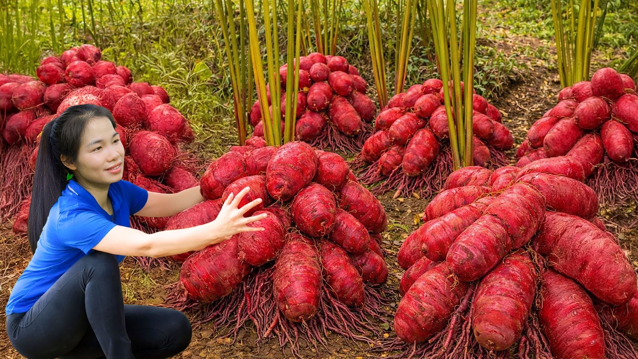 Harvesting Red Radishes in the Countryside & Selling at the Rural Market | Simple Rural Girl Life