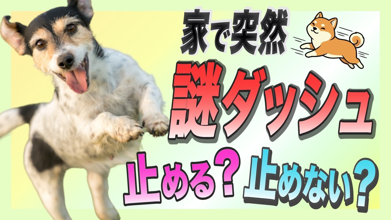 ズーミーズを止めるだけじゃダメ｜本当に必要なしつけとは