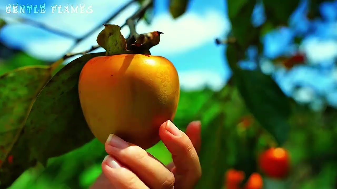 Healing the Village Garden Across the Seasons