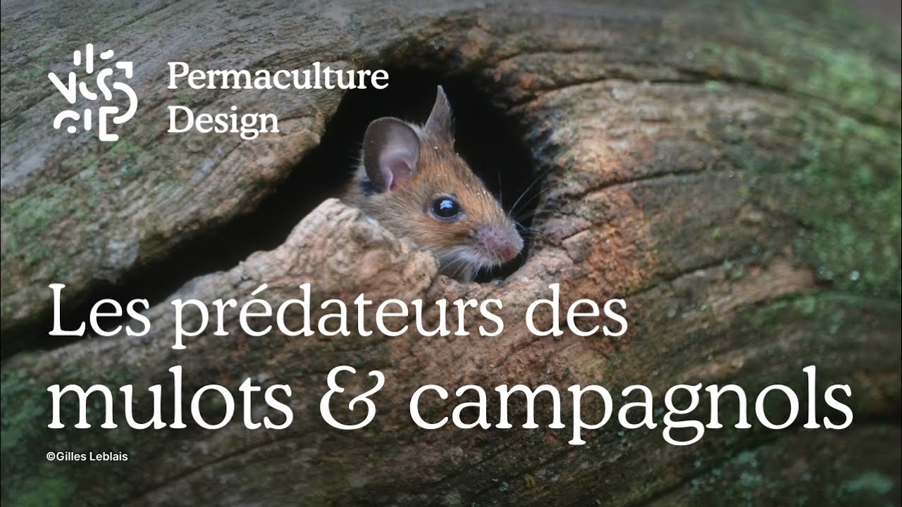 Mulots & campagnols : quels sont leurs prédateurs naturels ?