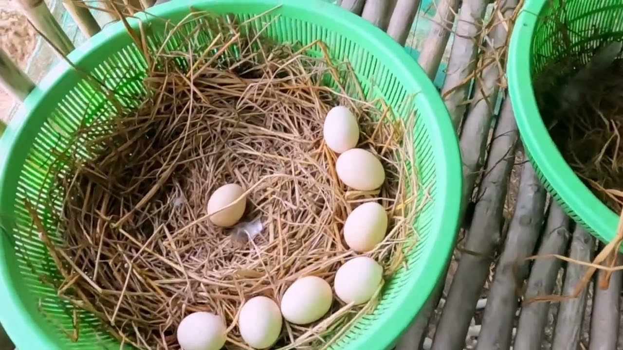 How Many Eggs Did We Find Today?