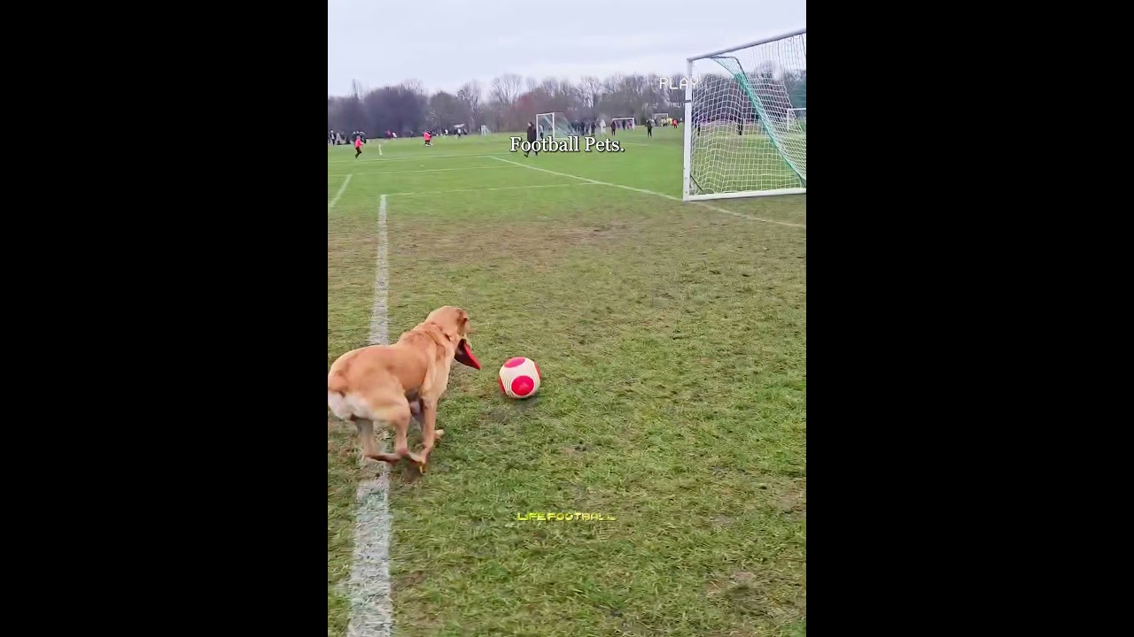 Dogs And Cats Playing Football🤯🥶 #shorts #football #soccer