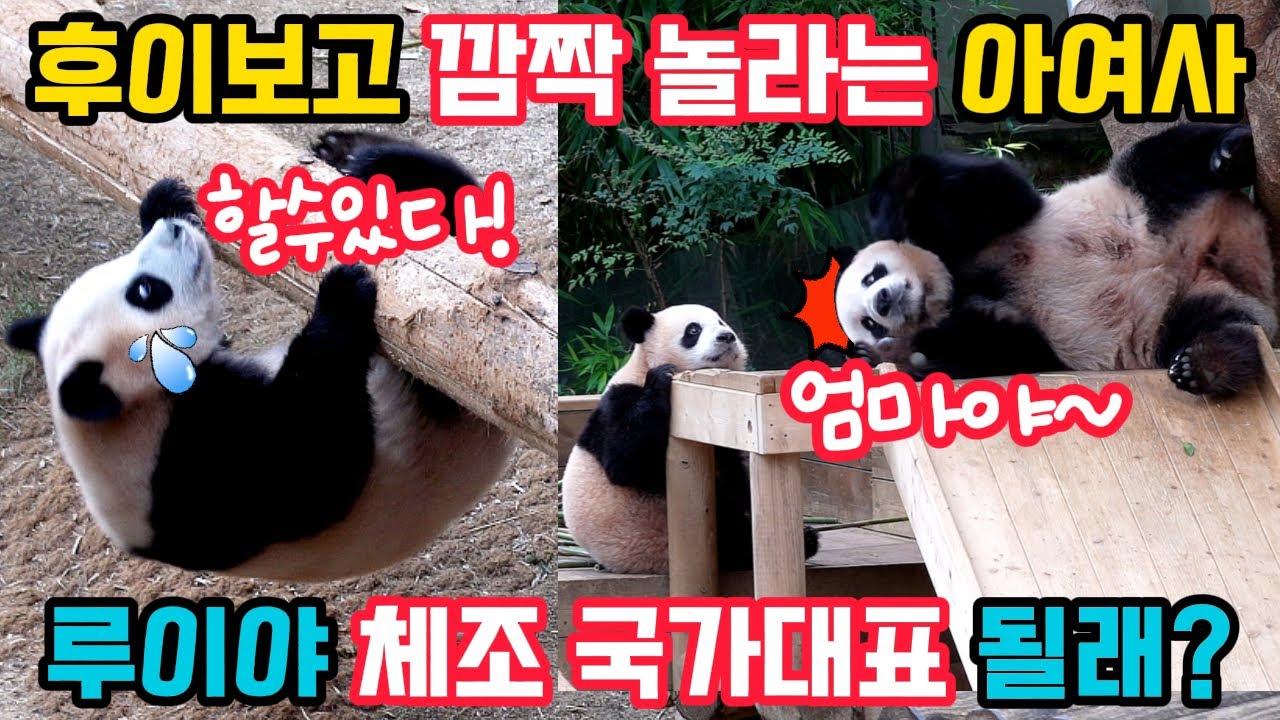 루이야~체조 국가대표 될래? 루대장의 놀라운 봉 체조 기술😍후이를 보고 두 번이나 화들짝 놀라는 아여사😱희귀 영상 러바오의 재채기🤣마법의 목소리는 오늘도 통했을까요?