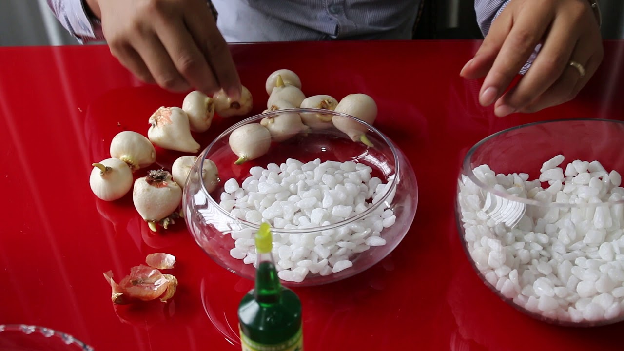 Cách trồng hoa Tulip thủy canh
