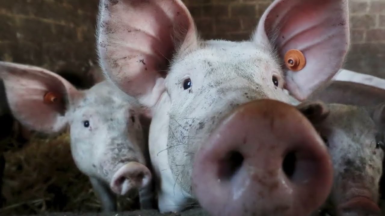 Muziekvarkens_meerwaarde door gewenst diergedrag te stimuleren via muziek