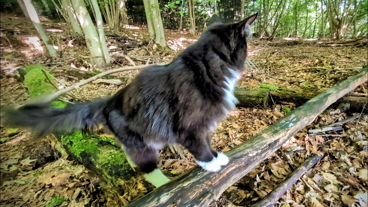 Norwegian Forest Cat: Odin in 