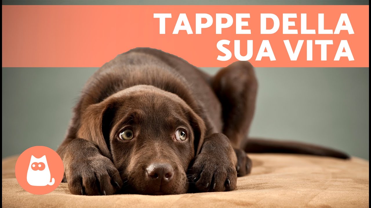 QUANDO il CANE non &egrave; pi&ugrave; CUCCIOLO? 🐶 (Fasi del comportamento di un cane)