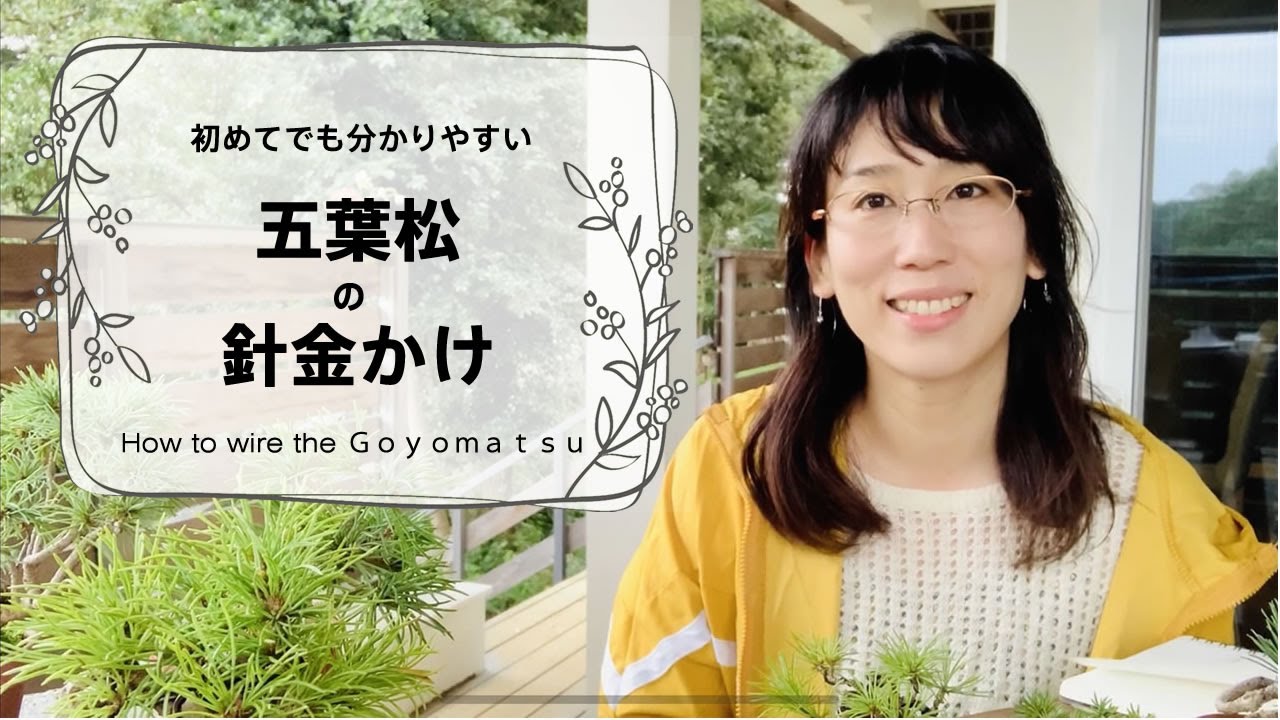 五葉松の針金かけ【キミのミニ盆栽びより】Goyoumatsu wiring