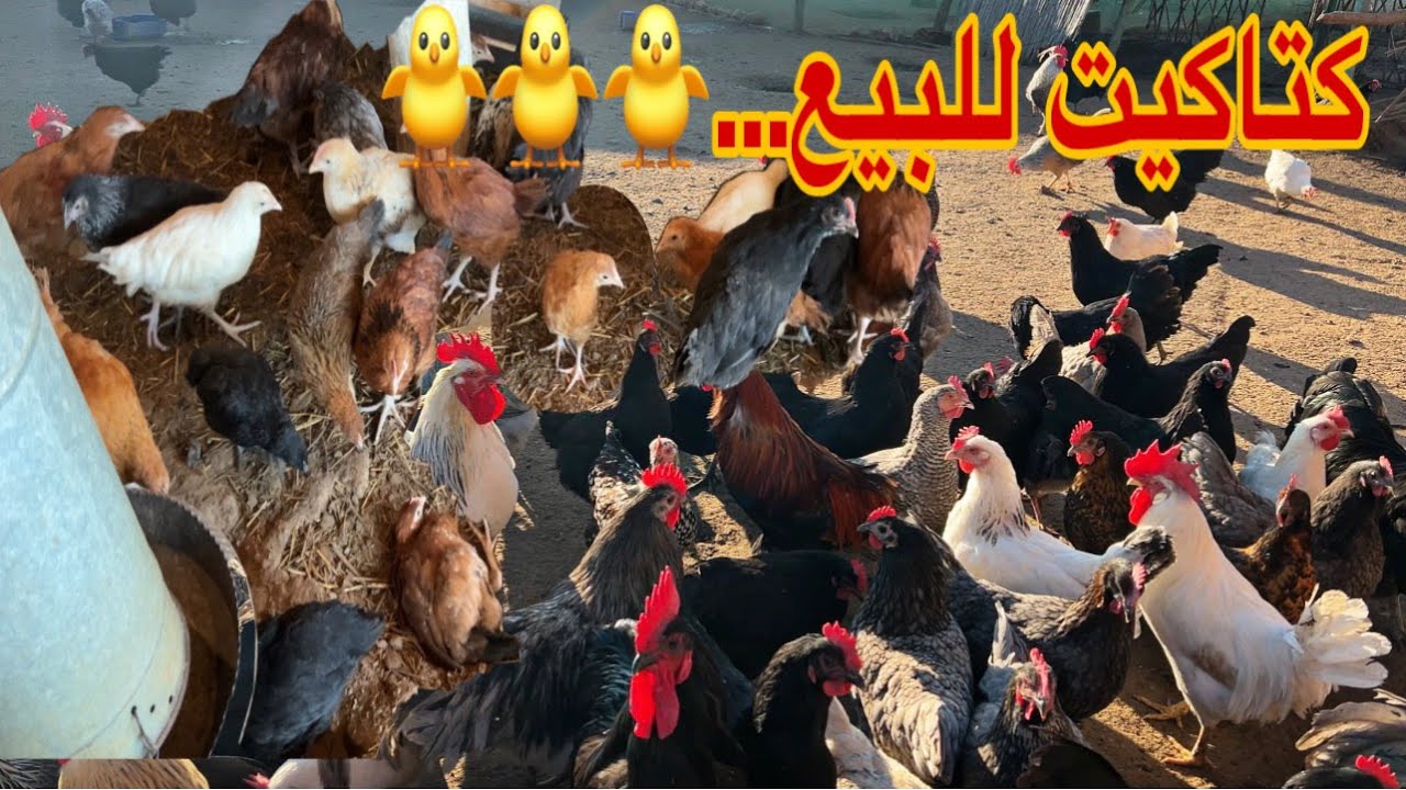 يوم من العمل الشاق جني الزيتون , كتاكيت عمر شهرين للبيع سلالات و الخليط 0642416224