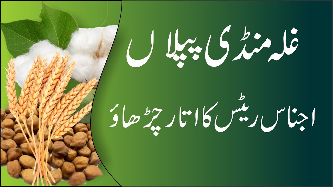 Ghala Mandi Piplan l Mong, chana, goara ka rate l مونگی، گندم، گوارہ، چنا کے ریٹس l Bashir Sandhila