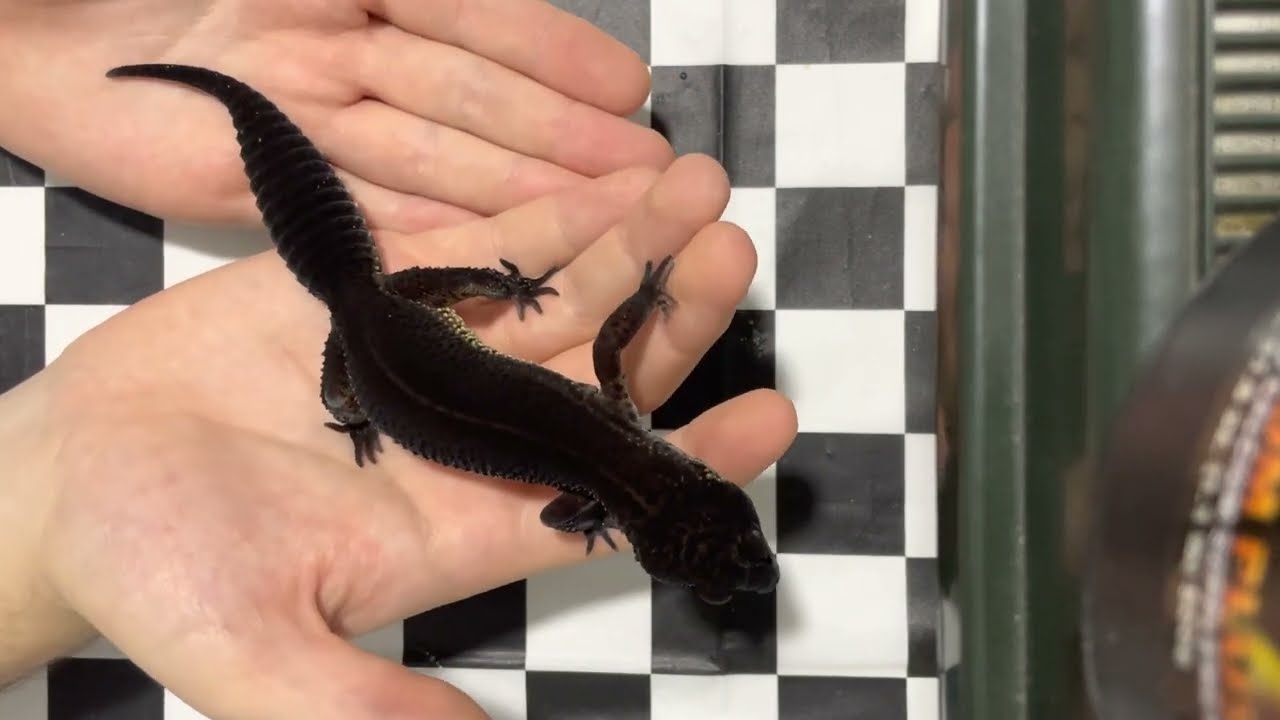 Black Night genética geckos leopardo , calidades, lineas, mitos - SILVESTER COMPANY