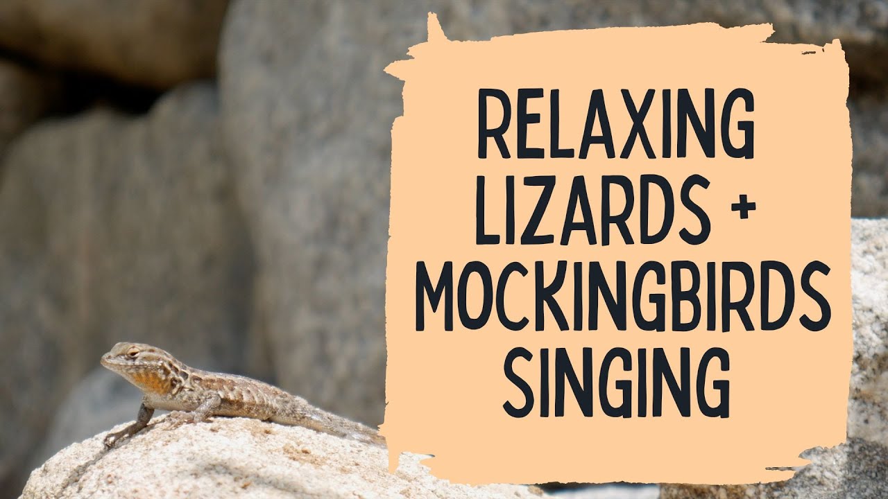Garden Lizards Basking in the Sun + Mockingbird Song | Relaxing Nature TV | 50 min HDR