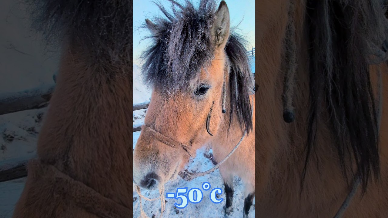-50&deg;c Extreme Cold Horse Riding 🥶 #russia #horse #winter #funny