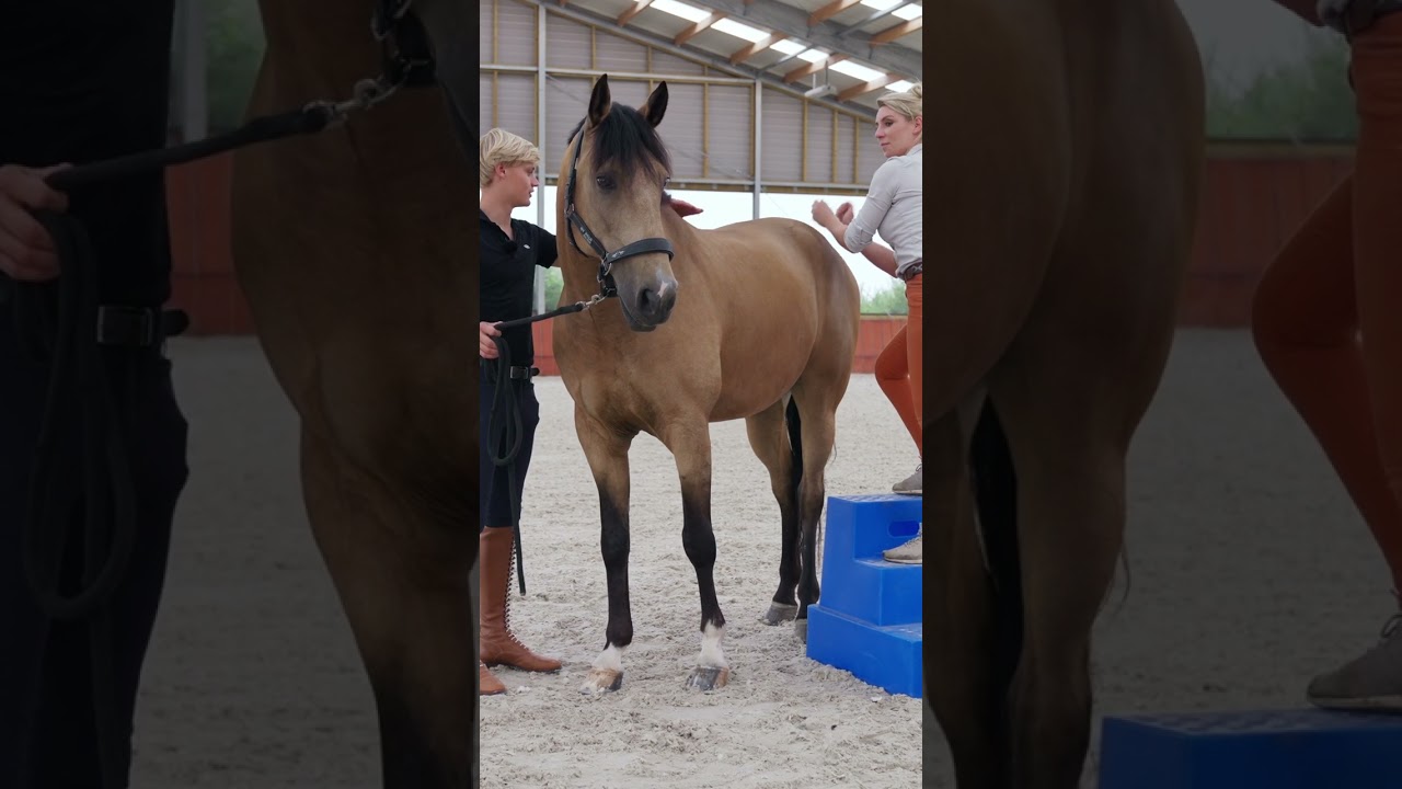Massage your horse 🌸🐴 #horse #equestrian #horseriding #horsetraining