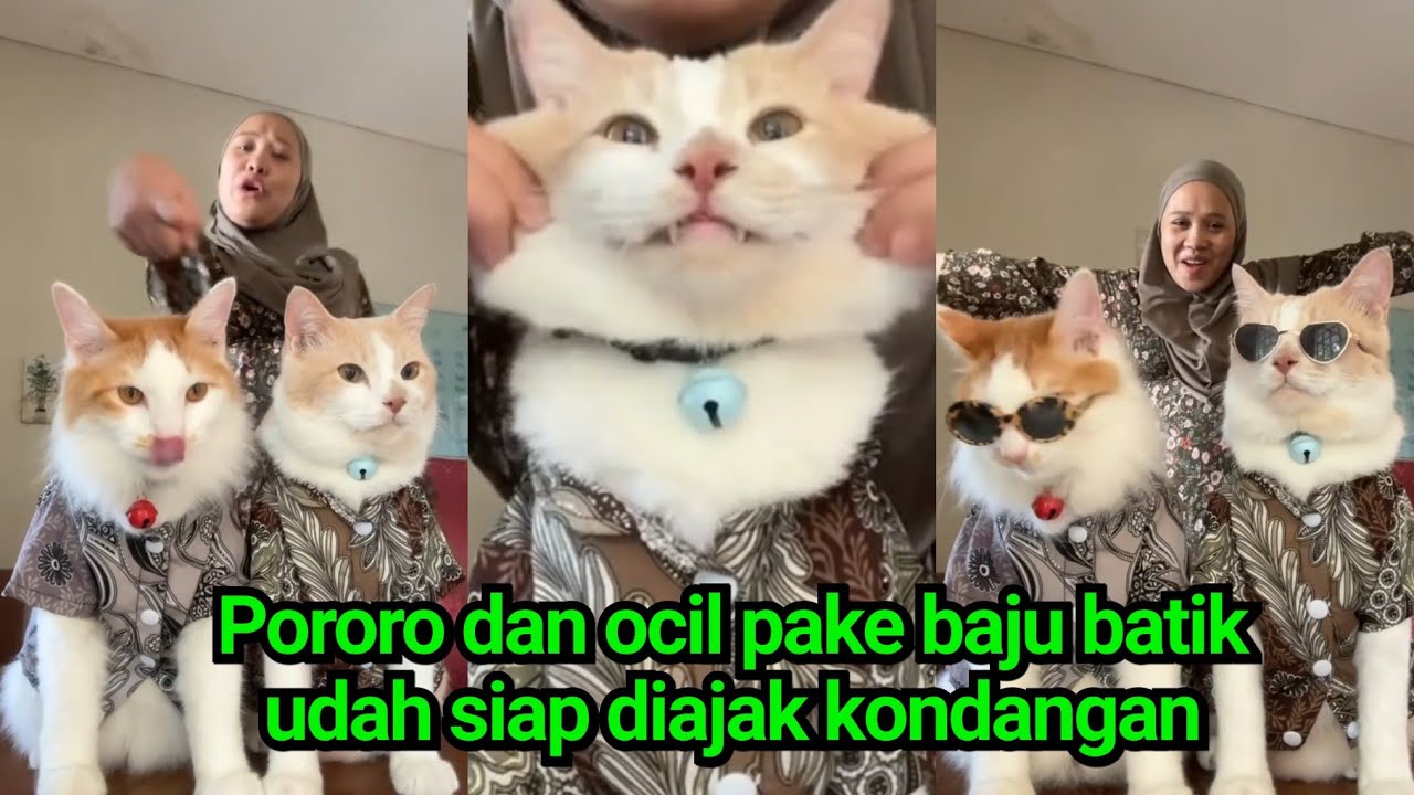 Pororo dan ocil ganteng banget pake batik, udah siap diajak kondangan #inipororo #kucingpororo
