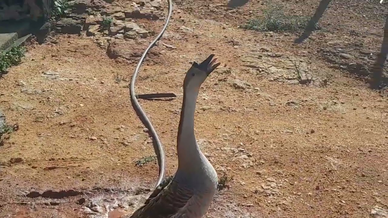 Açude água Branca município da cidade de Ararendá Ceará#água branca #Ararendá#açude#natureza