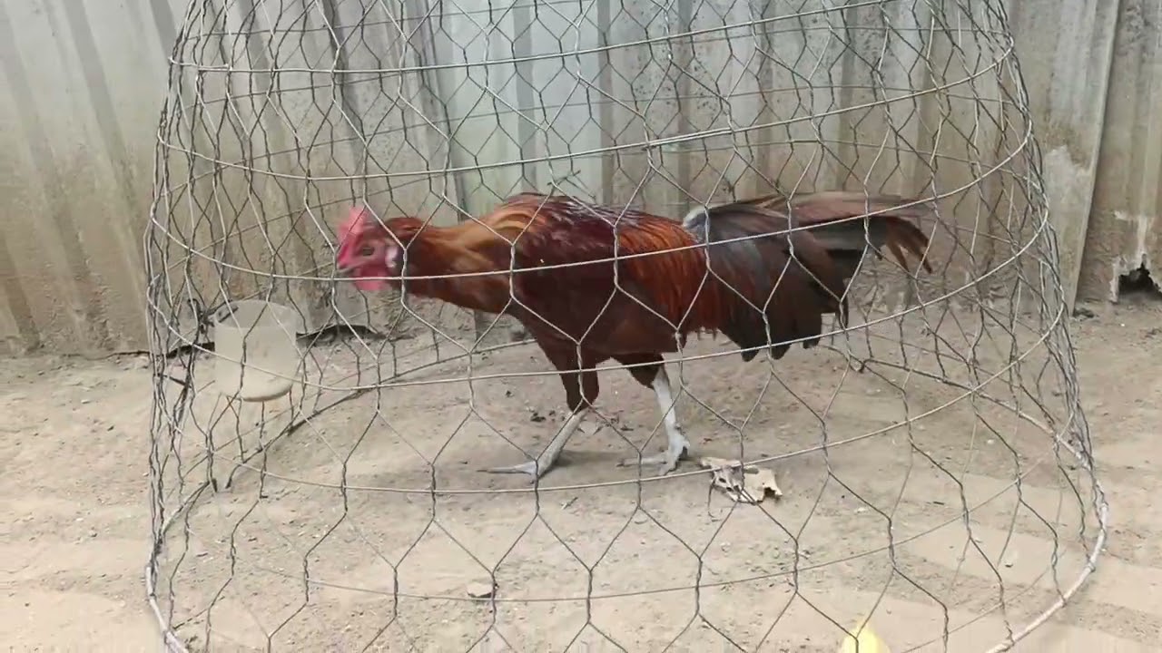 23/2/ tốp gà trống tơ giá rẻ 0961786837