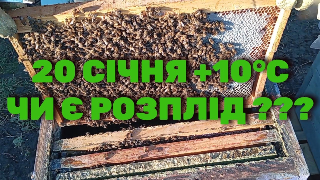 20 січня на Хмельниччині обліт бджіл