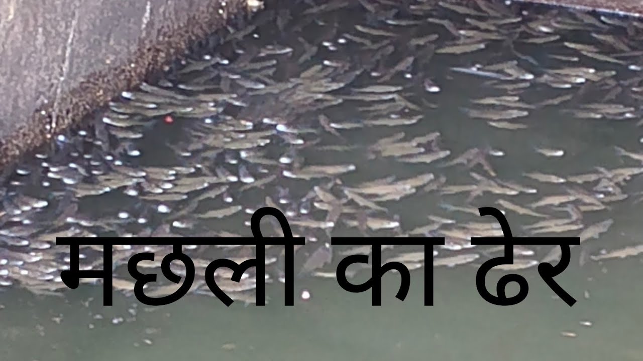 माशांचा थर बघितलाय का कधी/मछली का ढेर देखेहो क्या कभी/A lot of fish were caught.#fishing 