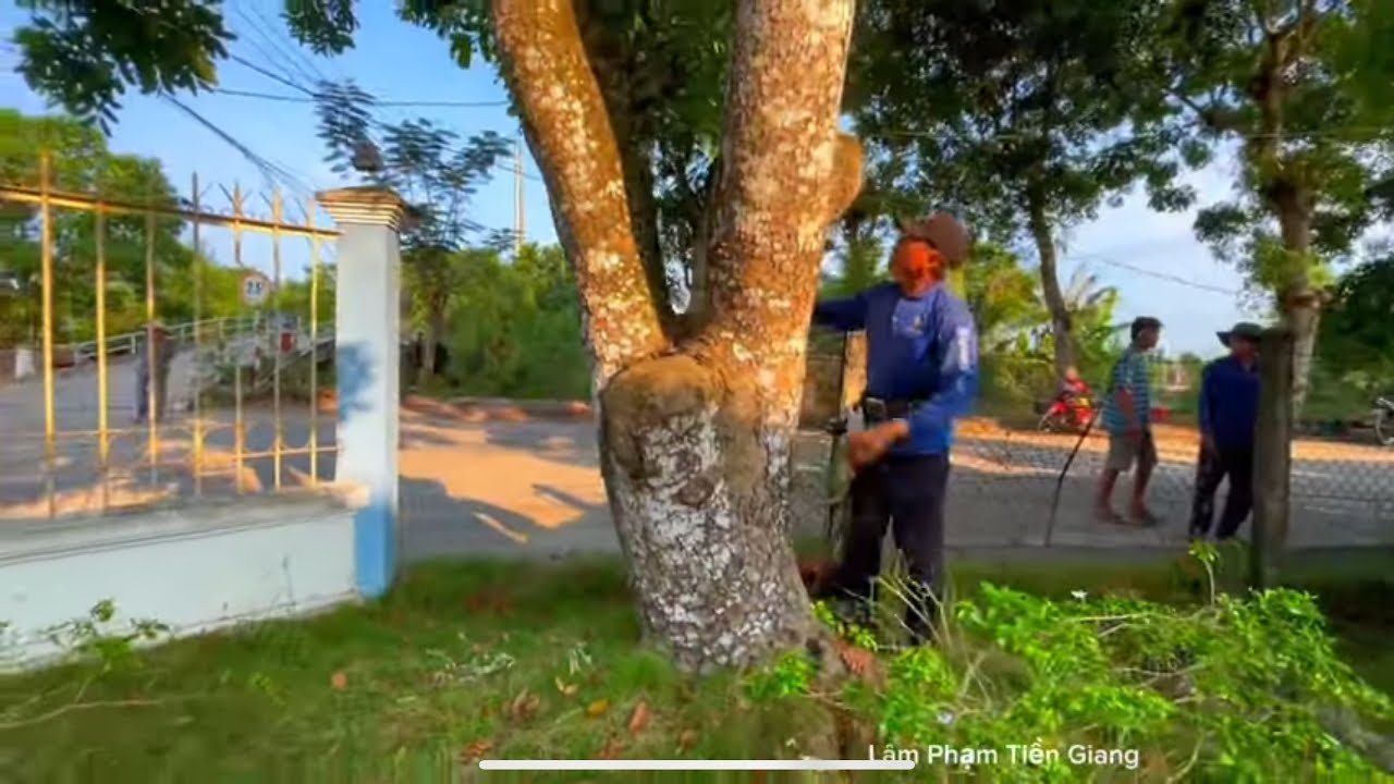 Toàn cảnh A Viên leo Cưa Cây những cây xà cừ khủng sát hàng rào bên hông trường học