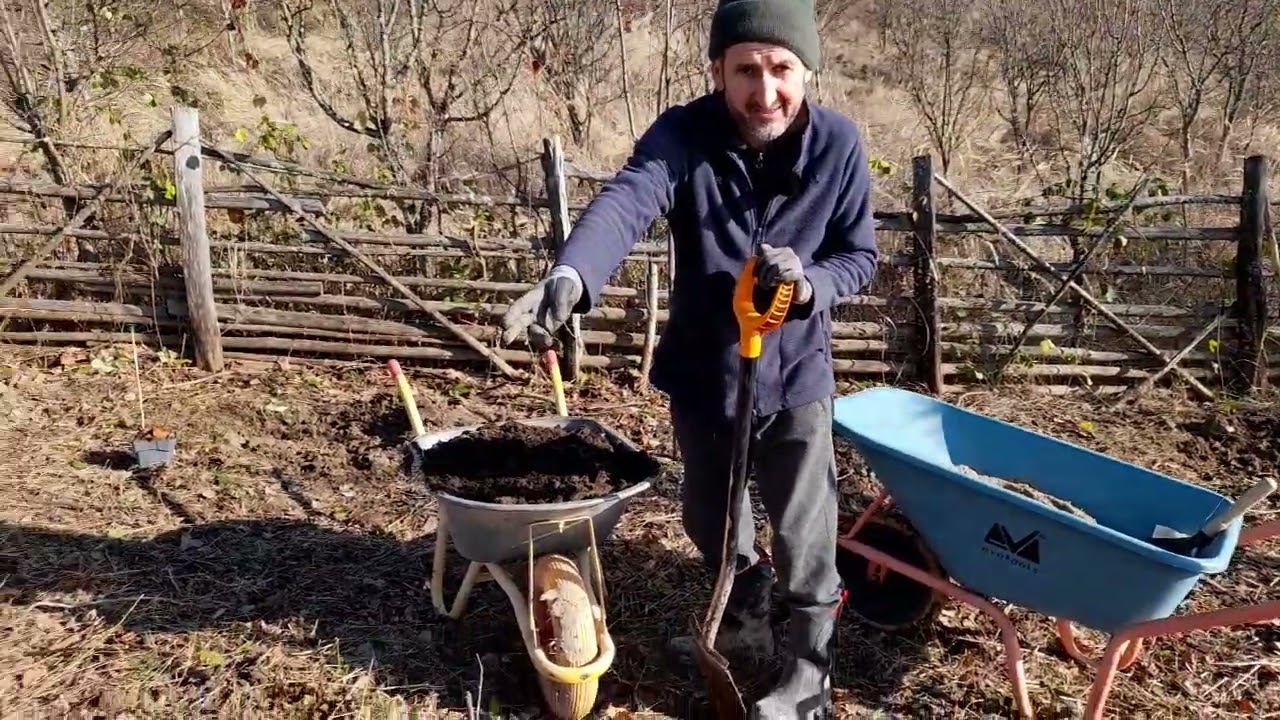 Cum plantam un arbust  fructifer in maniera profesionala