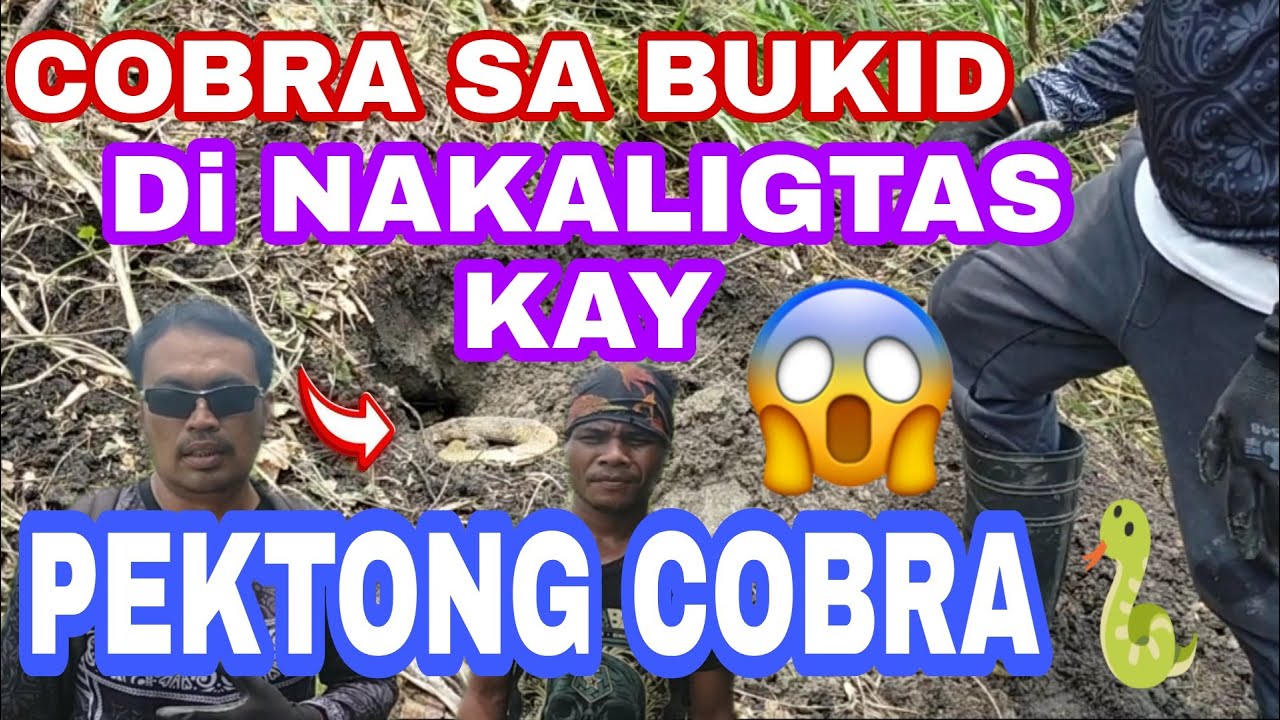 COBRA SA BUKID DI NAKALIGTAS KAY PEKTONG COBRA