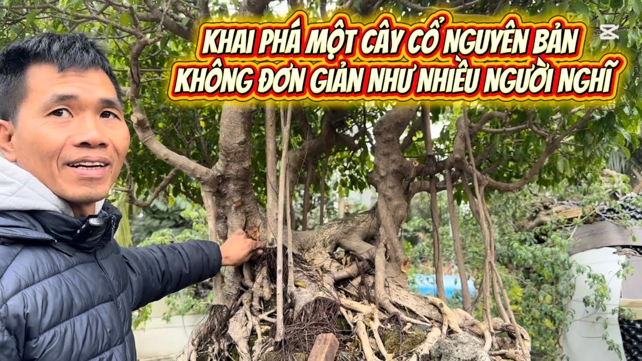 Khai Phá Một Cây Cổ Nguyên Bản – Không Đơn Giản Như Nhiều Người Nghĩ#bonsai #caycanh 