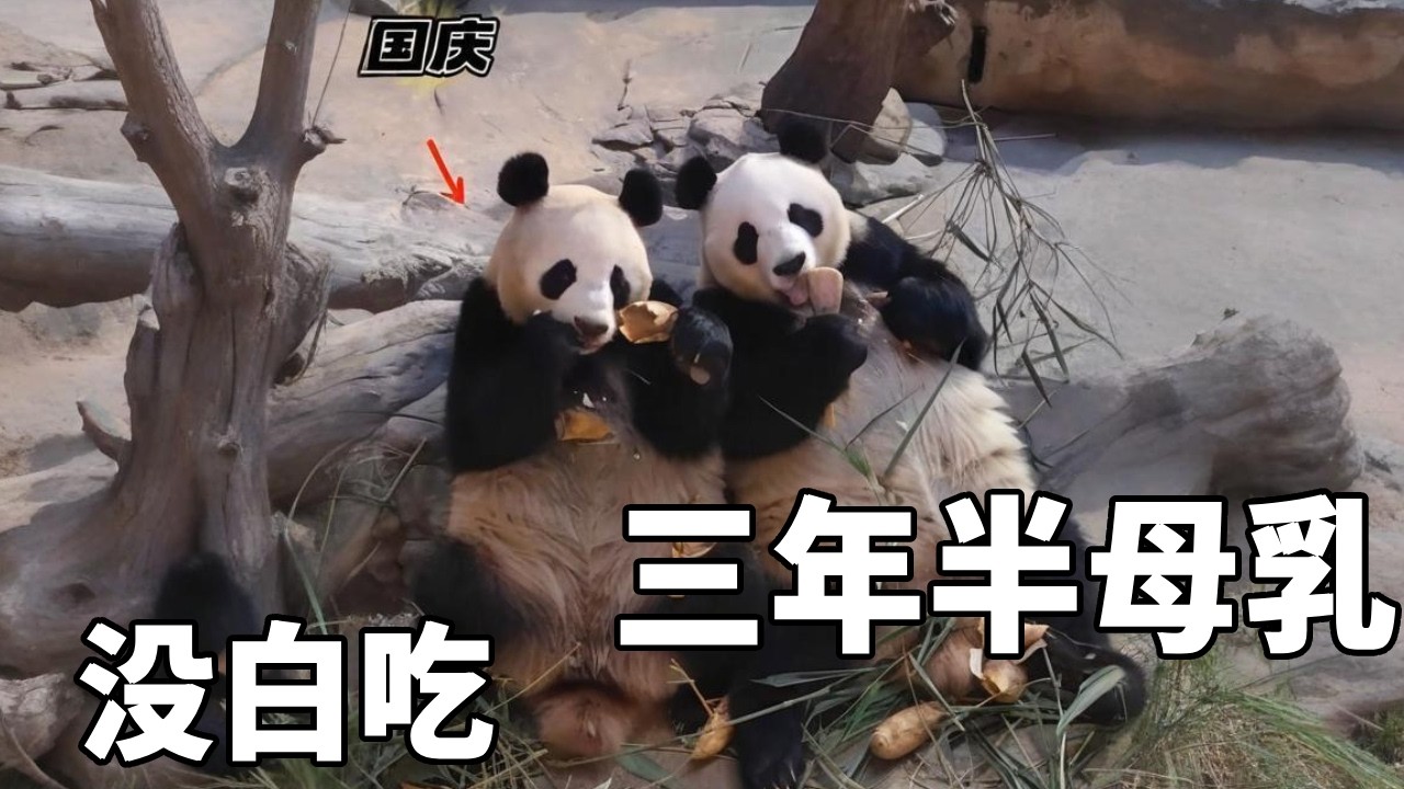 看国庆如今这身体素质，就知道熊熊三年半的母乳，没有一天是白吃的～【你好大熊猫】#大熊猫国庆 #来这吸熊猫 #不止我一个想rua大熊猫 #大熊猫国庆缠着妈妈要吃奶 #大熊猫