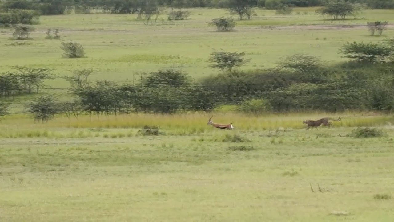 Cheetah hunts a fast gazelle