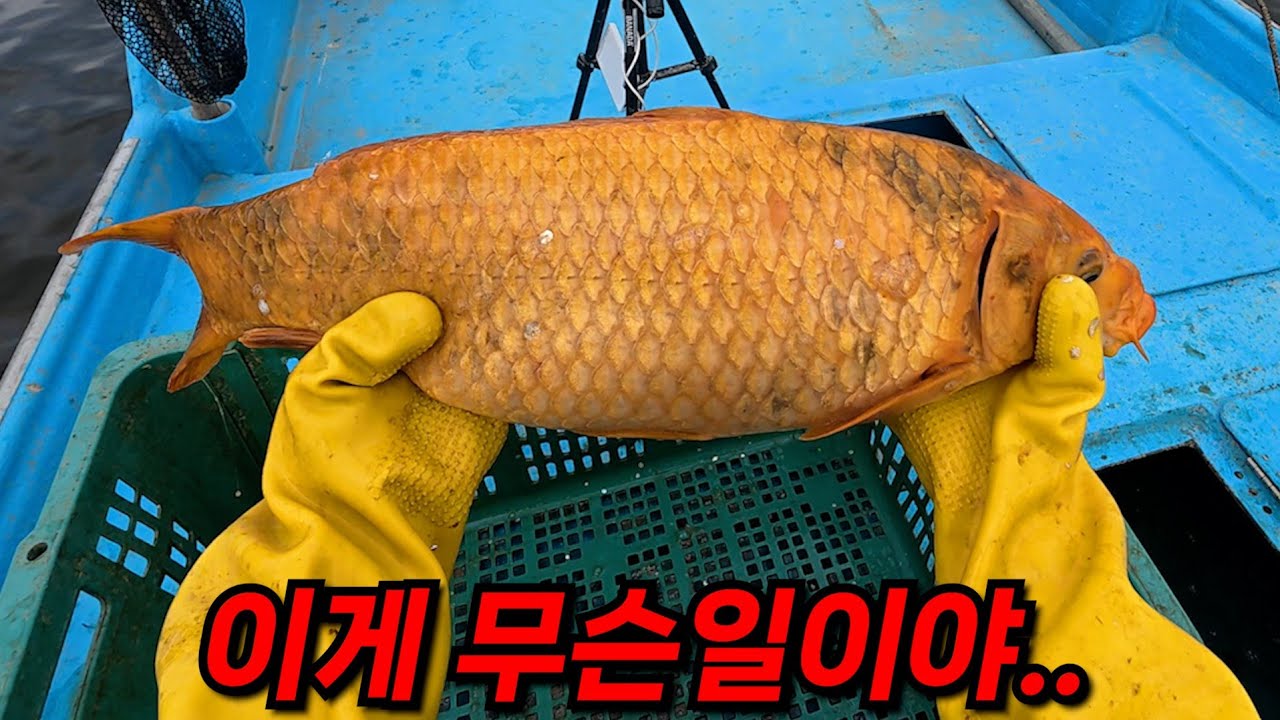 어부하면서 임진강에서 처음입니다! 이런게 나온다고?! 로또사야겠다!
